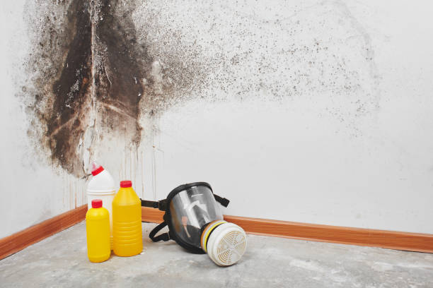 Best Fast Mold Removal  in Dravosburg, PA