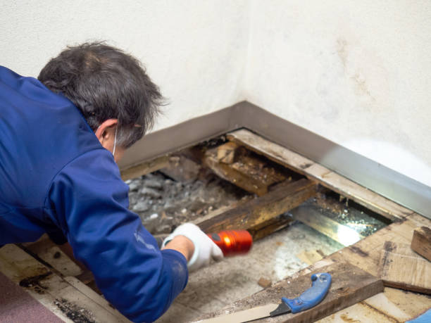 Attic Mold Removal in Dravosburg, PA