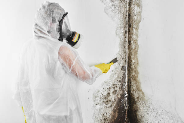 Best Black Mold Removal  in Dravosburg, PA