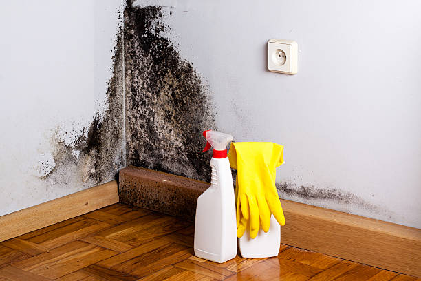 Best Crawl Space Mold Removal  in Dravosburg, PA
